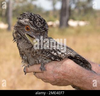 Tawny Frogmouth Podargus strigoides, uccello di preda, fissando la macchina fotografica con occhi dorati e becco aperto, arroccato su una mano di persona nel bush in Australia Foto Stock