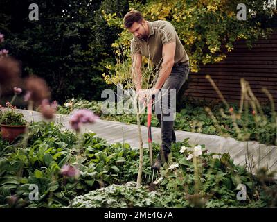 Uomo che scava nel suo giardino con forchetta da giardino Foto Stock