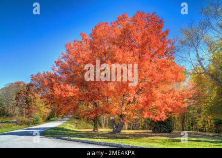 Colorato albero autunnale vicino all'entrata del Grand View si affaccia sulla Blue Ridge Parkway vicino a Blowing Rock, North Carolina. Foto Stock