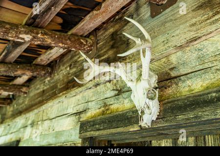 Corna di cervi e cranio sulle pareti della cabina Daniel Boone all'Accademia e Villaggio di Whippoorwill a Ferguson, North Carolina. Foto Stock