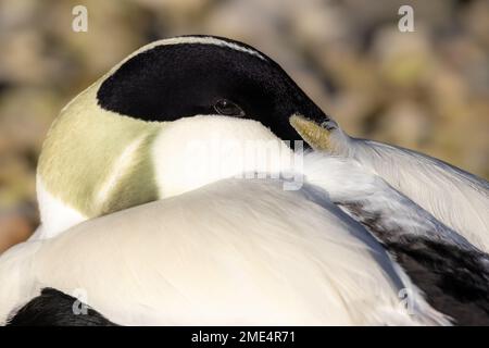Primo piano di un Eider Drake a riposo Foto Stock