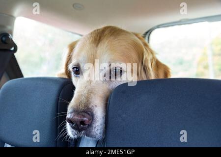 Cane Golden Retriever seduto sul sedile posteriore dell'auto Foto Stock