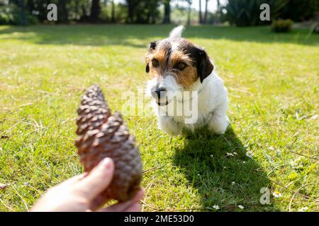 Uomo che gioca con il cane Jack Russell Terrier in giardino Foto Stock