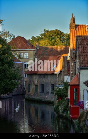 Belgio, Fiandre Occidentali, Bruges, Swans nuotano di fronte alle case lungo il fiume Foto Stock