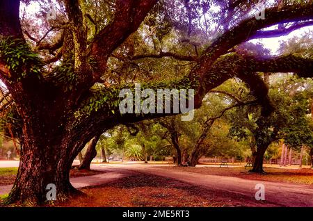 Un albero di quercia vivo è coperto in felce di resurrezione a Cadillac Square, 3 gennaio 2034, a Dauphin Island, Alabama. Foto Stock