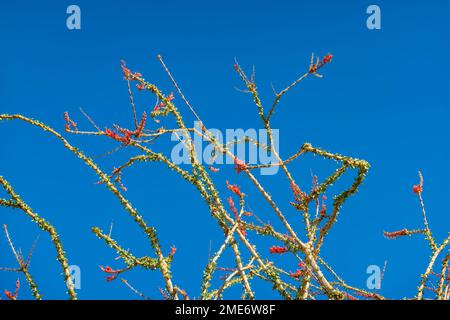 Cactus dell'ocotillo in fiore nel Joshua Tree National Park, California, Stati Uniti Foto Stock