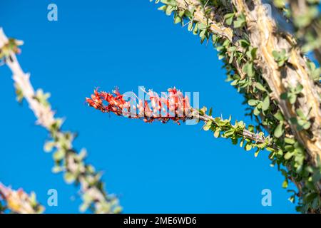 Cactus dell'ocotillo in fiore nel Joshua Tree National Park, California, Stati Uniti Foto Stock