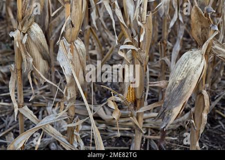 Spighe di mais "Zea mays" su stocchi, guasto del raccolto sul campo, mancanza di pioggia, Kansas. Foto Stock