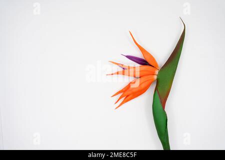 Bella Strelitzia reginae fiore isolato su sfondo bianco Foto Stock