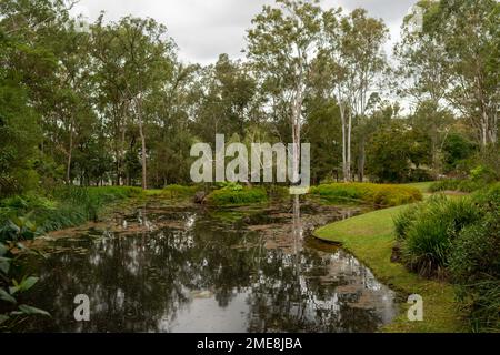 Alberi di gomma che si riflettono su un lago nei terreni di Brisbane House, la casa del Governatore Generale a Queensland, Australia Foto Stock