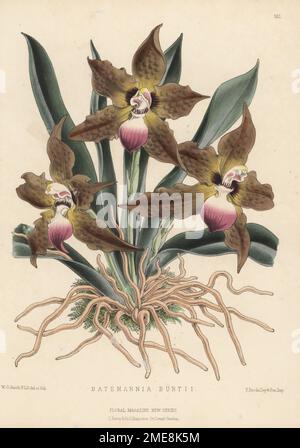 Orchidea Cat-face, Huntleya burtii. Esposto dal Sig. A. Murrell, giardiniere di W. B. Casa di Winterton, Great Yarmouth. Come Batemannia burtii. Illustrazione botanica a mano disegnata e litografata da Worthington George Smith da Henry Honywood Dombrain's Floral Magazine, New Series, Volume 3, L. Reeve, Londra, 1874. Litografia stampata da Vincent Brooks, Day & Son. Foto Stock