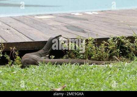 Monitoraggio di terra e acqua in Sri Lanka. Visita Sri Lanka. Foto Stock