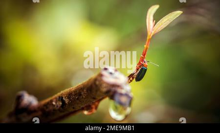 Primo piano un Beetle delle pulci scintillanti, i lustrani di Asphaera sul ramo dell'albero e il natrue sfondo sfocato, Beetle delle foglie a collo stretto di colore arancione-blu, fuoco selettivo Foto Stock