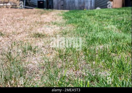 Distinzione visibile tra prato sano e erba bruciata chimica. Foto Stock