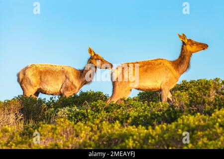 Mucche di alce tule, nanoodi di Cervus canadensis, specie vulnerabili, originarie della California, riserva di tule Elk, Point Reyes National Seashore, California, Stati Uniti. Foto Stock