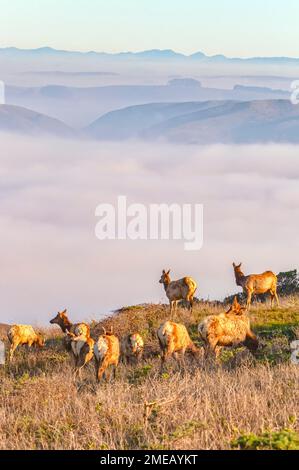 Mucche di alce tule, nanoodi di Cervus canadensis, specie vulnerabili, originarie della California, riserva di tule Elk, Point Reyes National Seashore, California, Stati Uniti. Foto Stock