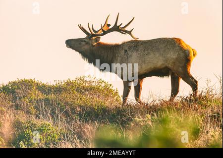 toro delle tule alci, nanoodi Cervus canadensis, specie vulnerabili, nativo della California, riserva delle tule alci, Point Reyes National Seashore, California, Stati Uniti. Foto Stock