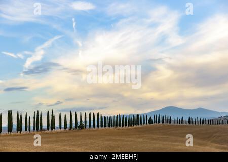 Iconico paesaggio toscano di cipressi che costeggia la strada sterrata con il Monte Amiata in lontananza, Toscana, Italia. Foto Stock