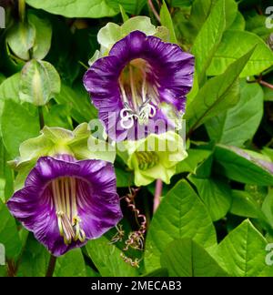 Un primo piano verticale di fiori di vite (Cobaea scandens) in un giardino Foto Stock