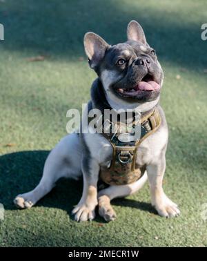 Un anno-vecchio Lilac Tan bianco Piebald Bulldog francese Puppy maschio seduto comodamente con la bocca aperta. Parco per cani fuori dal guinzaglio nella California settentrionale. Foto Stock