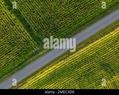 Vista panoramica dall'alto parti di diversi campi agricoli. Campo di mais giallo-verde e campi con altre piante agricole verdi. Strada sterrata tra i campi. Foto di alta qualità Foto Stock