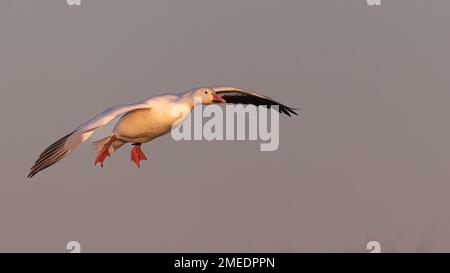 Ross's Goose (Anser rossi), Slimbridge, Regno Unito Foto Stock