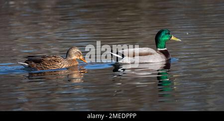 Mallard Duck Pair (Anas platyrhynchos), nuoto Foto Stock