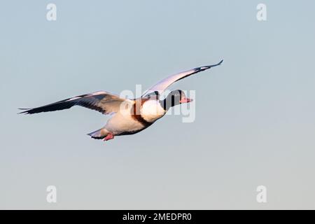 Shelduck comune (Tadorna tadorna), femmina in volo Foto Stock