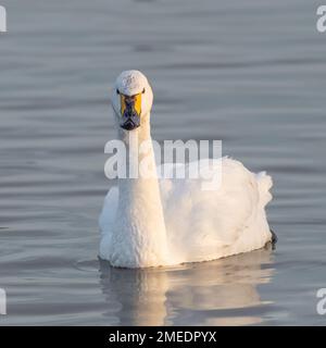 Bewick's Swan (Cygnus columbianus) Foto Stock