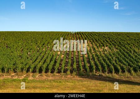 I vigneti AOC di Chablis in tarda estate, Borgogna, Francia Foto Stock