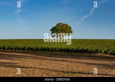 I vigneti AOC di Chablis in tarda estate, Borgogna, Francia Foto Stock