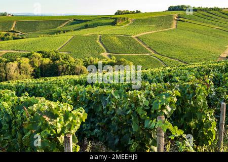 I vigneti AOC di Chablis in tarda estate, Borgogna, Francia Foto Stock