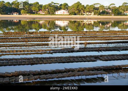 Allevamenti di ostriche Hossegor nel lago landes nella costa meridionale della Francia Foto Stock