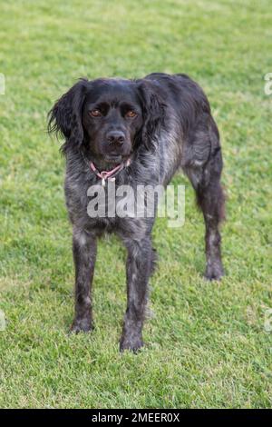 Ritratto di carino cane grigio nero razza spaniel russo in erba verde Foto Stock