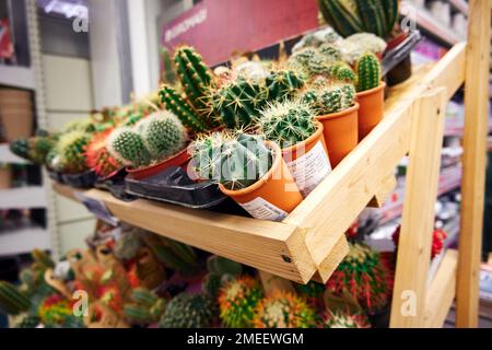 Piccoli cactus decorativi in vendita in un negozio di piante. Vendita di piante esotiche Foto Stock