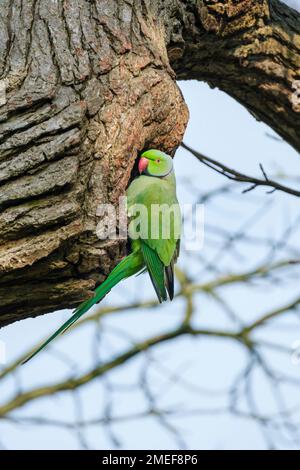 Parakeet con anello di rosa, parakeet con collo ad anello, Psittacula krameri, Bird at nido hole Foto Stock