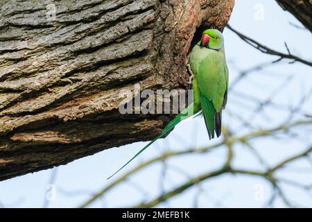 Parakeet con anello di rosa, parakeet con collo ad anello, Psittacula krameri, Bird at nido hole Foto Stock