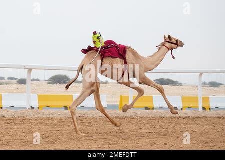 Camel Racing Track Shehania Doha Qatar. Cultura araba tradizionale del Qatar Foto Stock