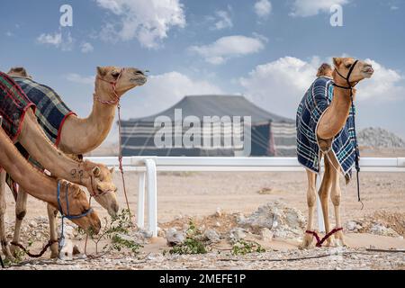 Cammello nel deserto con tenda tradizionale araba. Khaima nel deserto Foto Stock