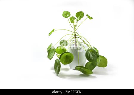 Impianto monetario cinese (Pilea peperomioides) con foglie verdi rotonde e un gambo lungo, in vaso in una piantatrice di porcellana, spruzzato di fresco con acqua, isolato Foto Stock