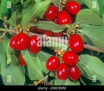 Un rametto di ciliegie di mais con bacche, visto dal basso. Cornus mas Germania del Sud Foto Stock