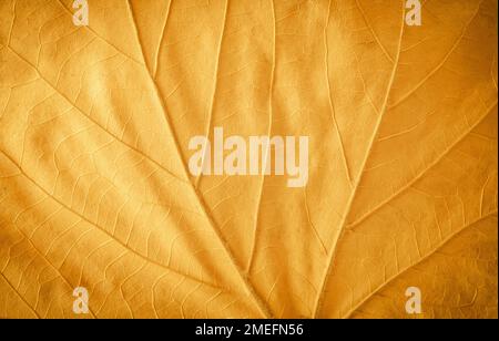 Dettaglio in primo piano delle vene di una foglia di acero caduta Foto Stock