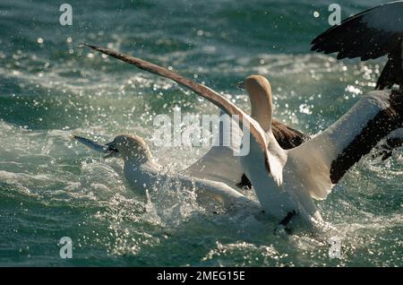 Capo Gannets (Morus capensis) lotta contro i pesci, Port St Johns, Wild Coast, Capo orientale, Transkei, Sudafrica, Africa, Oceano Indiano Foto Stock