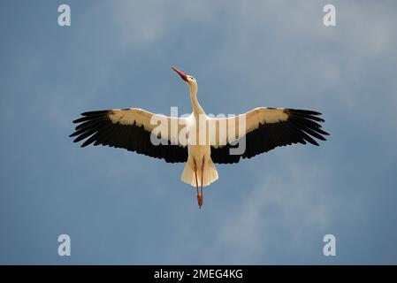 Stork bianco sopra la testa. Una magnifica cicogna bianca mostra la fineria del suo piumaggio mentre passa sopra Foto Stock