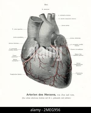 Rappresentazione vintage dell'anatomia delle arterie del cuore, con descrizioni anatomiche tedesche Foto Stock