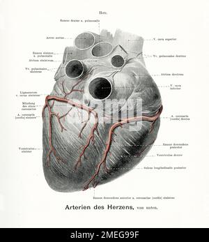 Rappresentazione vintage dell'anatomia delle arterie del cuore, vista posteriore con descrizioni anatomiche tedesche Foto Stock