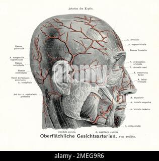 Arterie superficiali del viso e del cuoio capelluto. Illustrazione vintage dell'anatomia, con descrizioni anatomiche tedesche Foto Stock