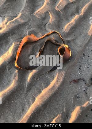 Scena artistica della spiaggia, forme d'onda in sabbia con fronte strappato da un pezzo di arga (Laminaria digitata), una grande alga marrone che si trova nell'Oceano Atlantico Foto Stock