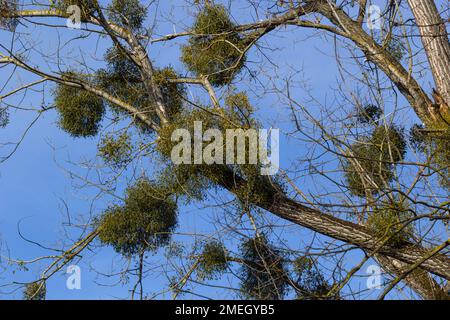 Un albero malato appassito attaccato da vischio, vischio. Sono arbusti emiparassitari legnosi e obligate. Foto Stock