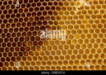 Texture di sfondo e il modello di una sezione di cera Favo di miele da un alveare riempito con miele dorato in un frame completo vista. Foto Stock